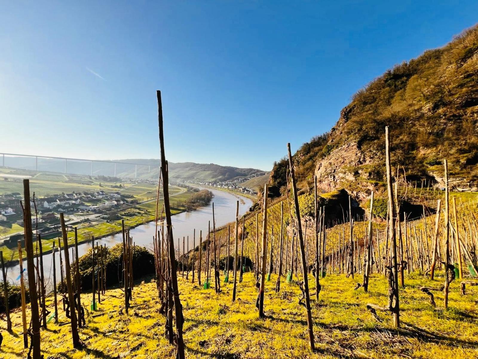 Gut Foersterlay - Exklusive Boutique Apartments Im Historischen Winzerhaus Direkt An Der Mosel Lösnich Eksteriør bilde